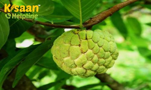 किसान भाई सीताफल की व्यावसायिक खेती कर कमा सकते है अच्छा मुनाफा, जानिए सीताफल की उन्नत खेती के बारे में